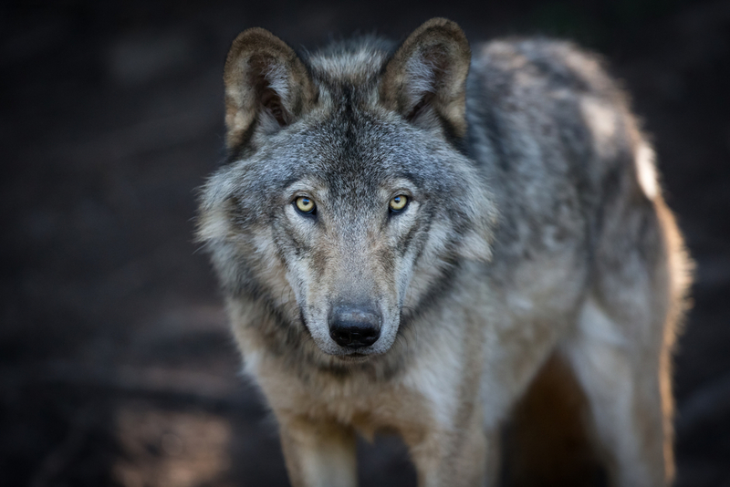 Europe’s Werewolf Trials Were Wilder Than You Realize | Shutterstock