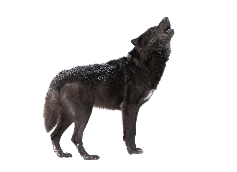 Europe’s Werewolf Trials Were Wilder Than You Realize | Shutterstock