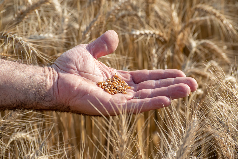 Wheat and How We Domesticated It | Shutterstock