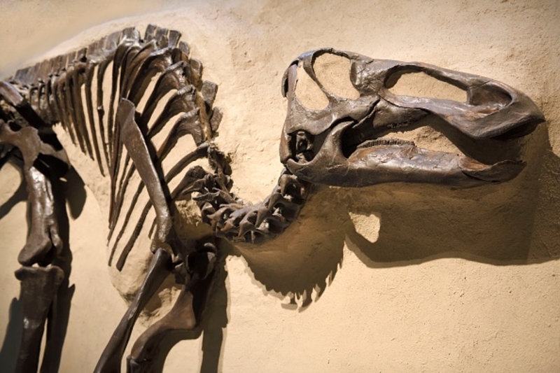 Dinosaur Bones | Getty Images