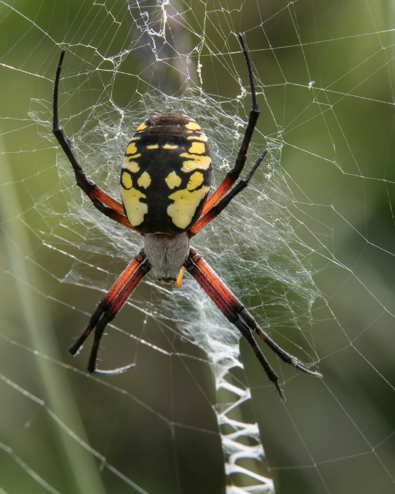 Uncovered: Lactating Spiders Feed Milk to Their Young | Shutterstock