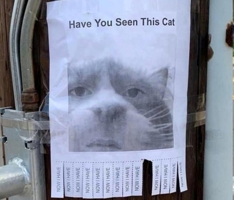 Meow if You've Seen Me! | Reddit.com/lovely_liability