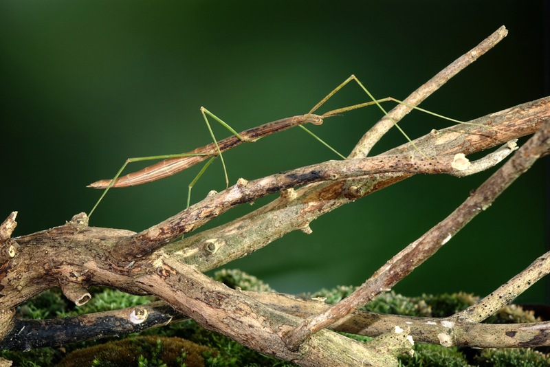 Stick Insects | Shutterstock Photo by Mark Brandon