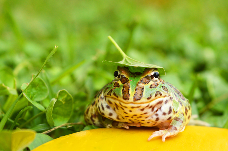 Pacman Frogs | Alamy Stock Photo by Zoonar/Konstantin Vintsik