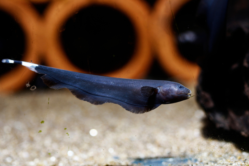 Black Knife Ghostfish | Shutterstock Photo by Pavaphon Supanantananont